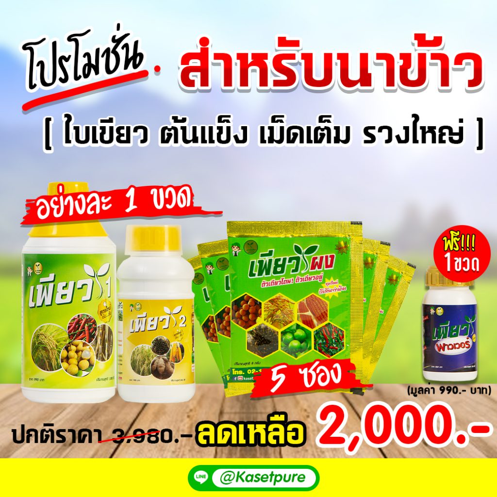 รูปภาพนี้มี Alt แอตทริบิวต์เป็นค่าว่าง ชื่อไฟล์คือ โปรโมชั่นเพียว-สำหรับนาข้าว_1-1-1024x1024.jpg
