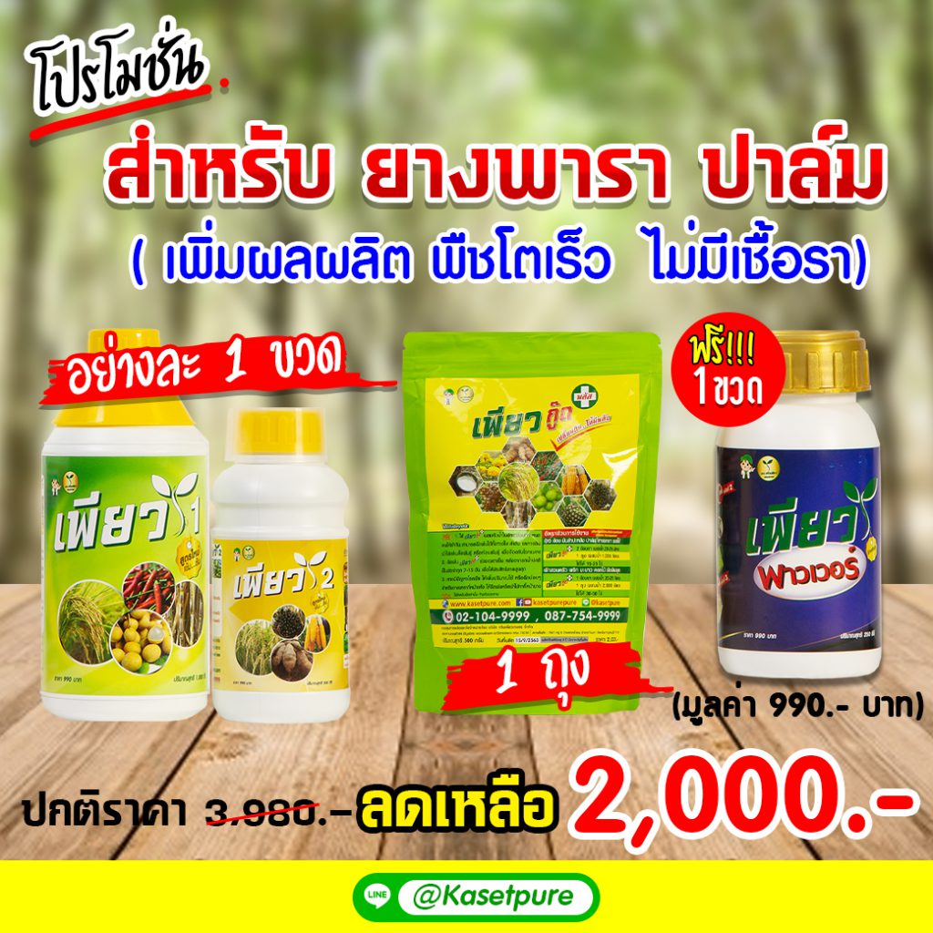 รูปภาพนี้มี Alt แอตทริบิวต์เป็นค่าว่าง ชื่อไฟล์คือ โปรโมชั่นเพียว-สำหรับยางพารา_1-1-1024x1024.jpg