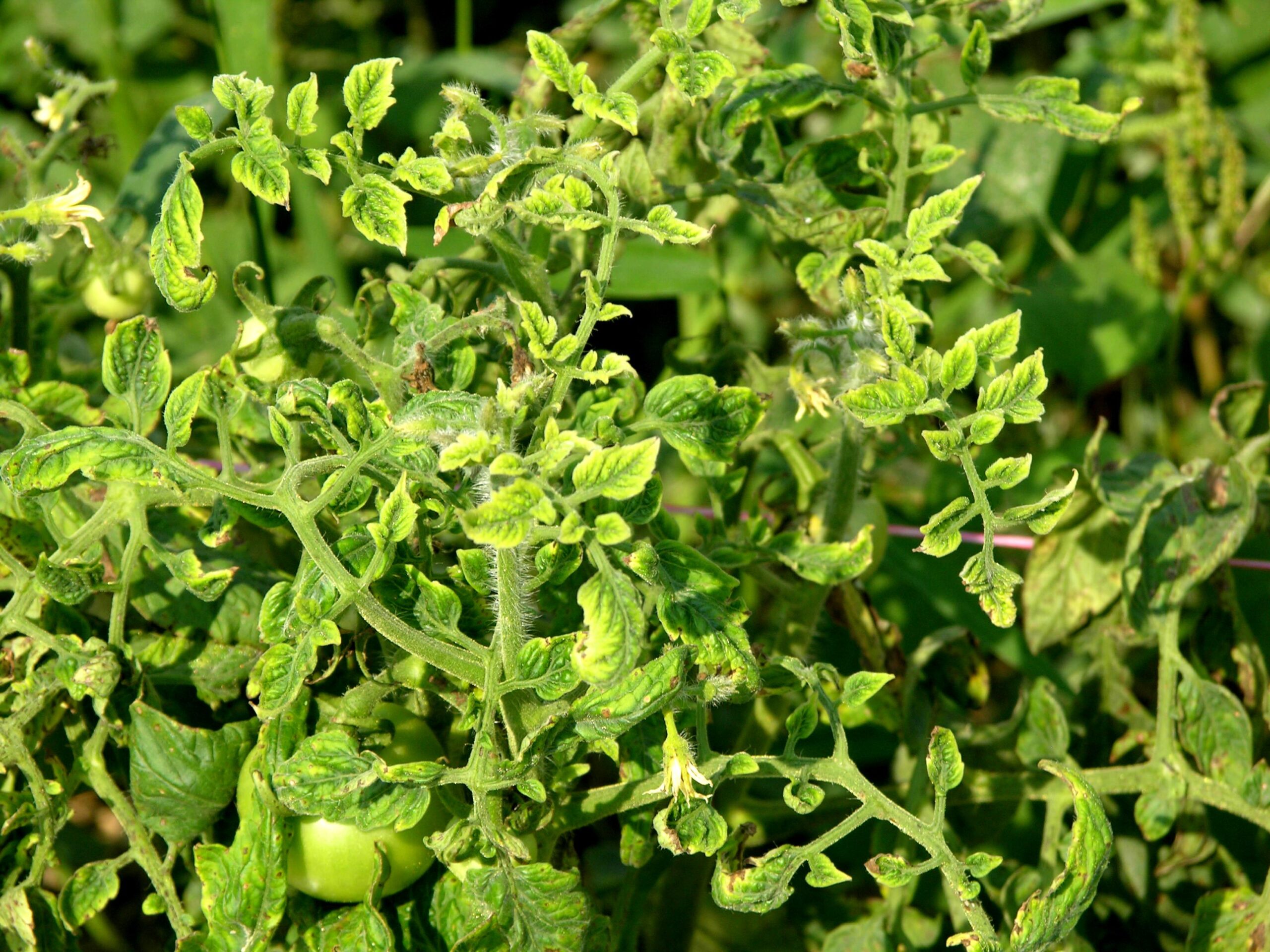 พบสองวิธีใหม่ในการรับมือโรคใบหงิกเหลืองในมะเขือเทศ! เพียว