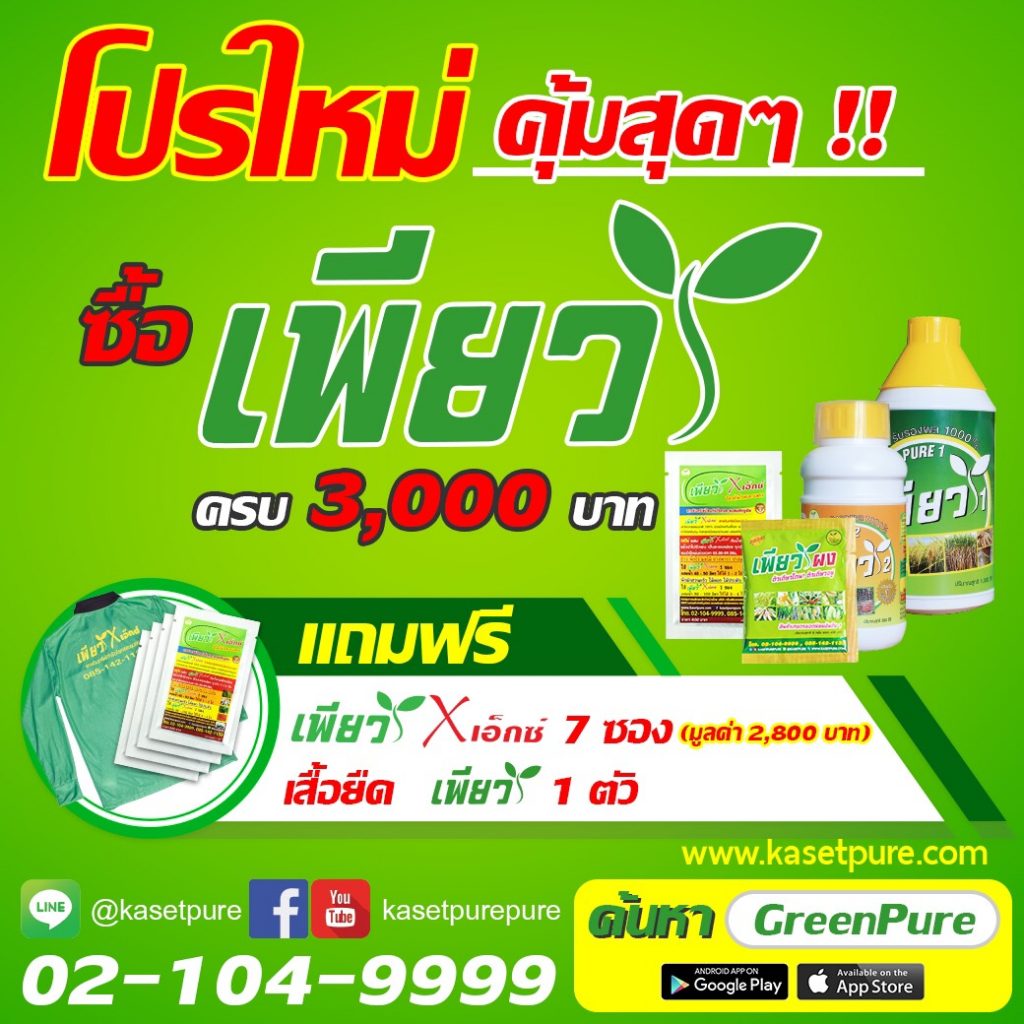 โปรเพียว 3000_คุ้มสุดๆ