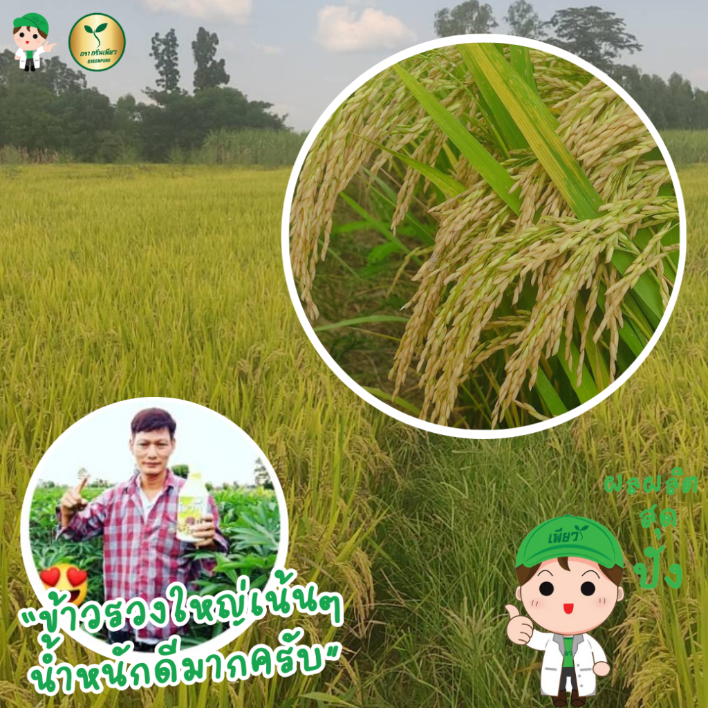 ข้าวรวงใหญ่ เม็ดเต็มสวย