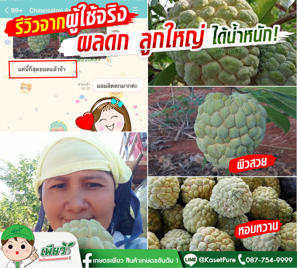 น้อยหน่า ผลดก ลูกใหญ่ ได้น้ำหนัก