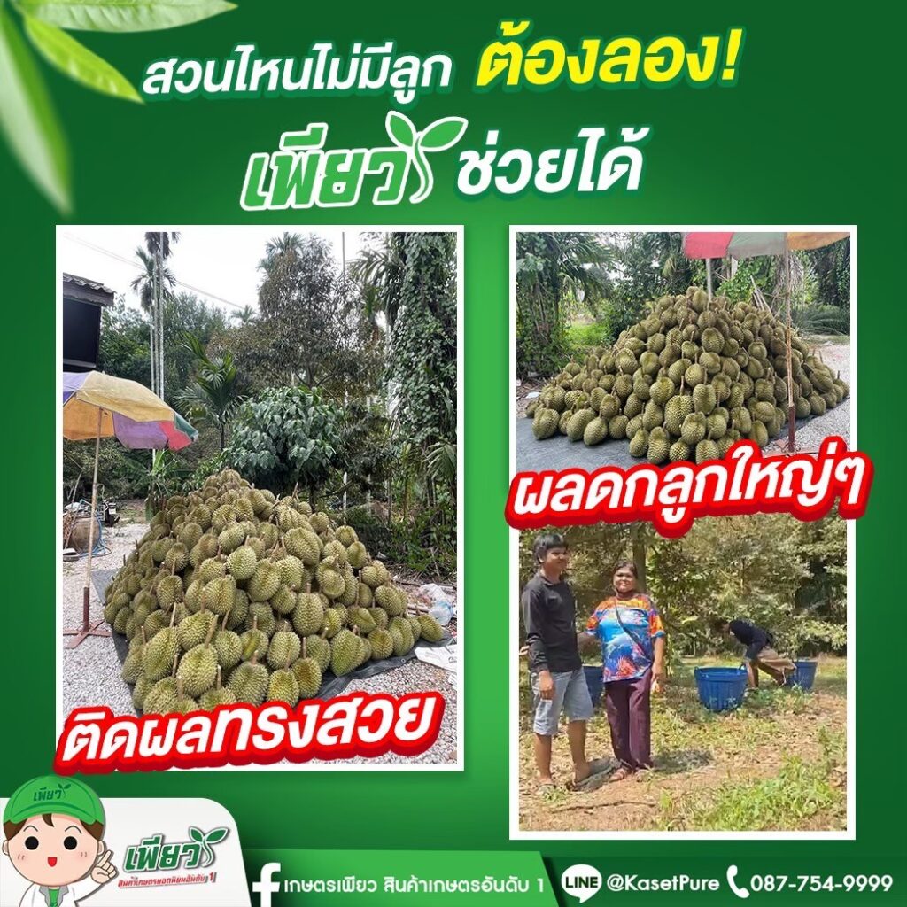 ทุเรียนดก ลูกสวย ไม่ร่วงง่าย